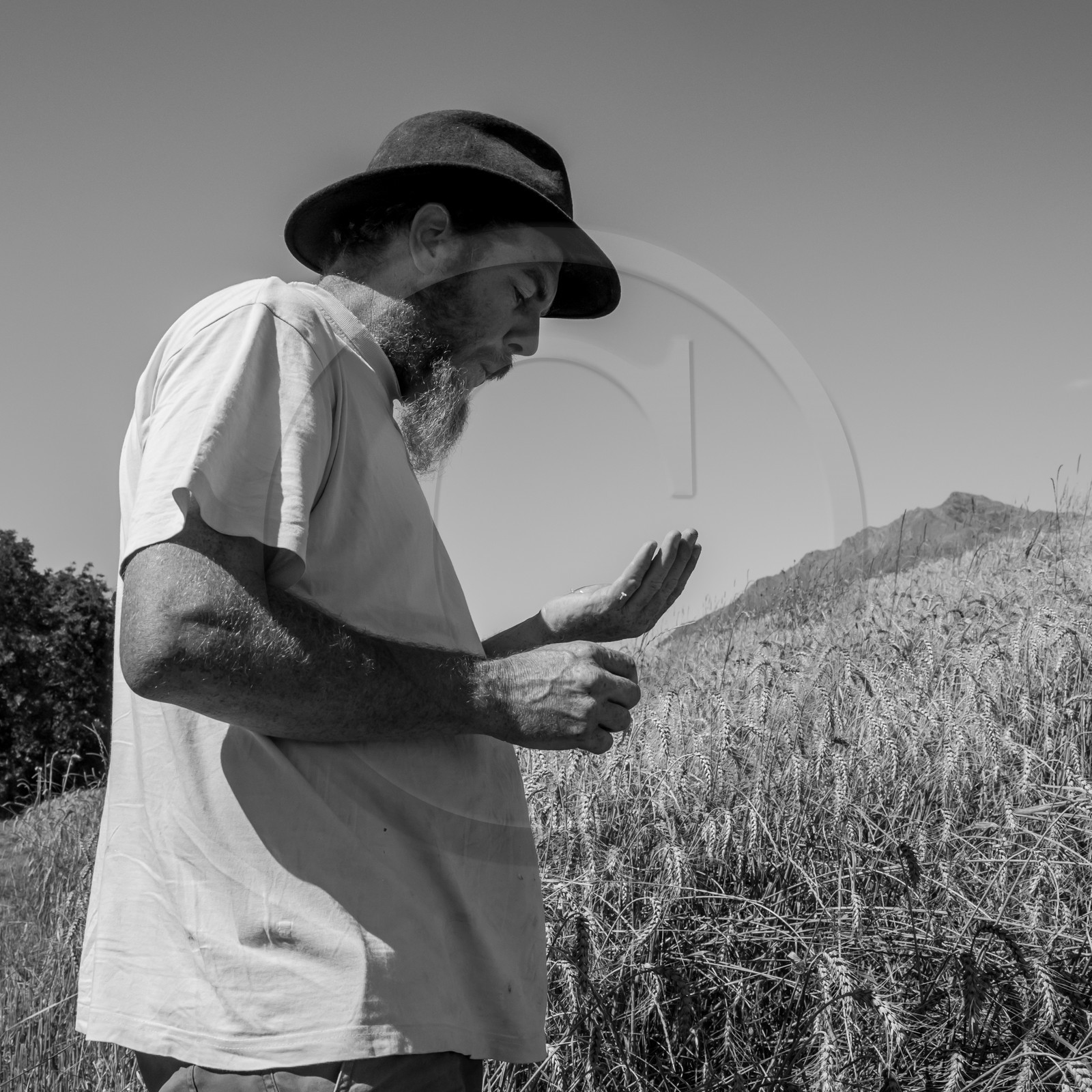 Les moissons dans le Champsaur