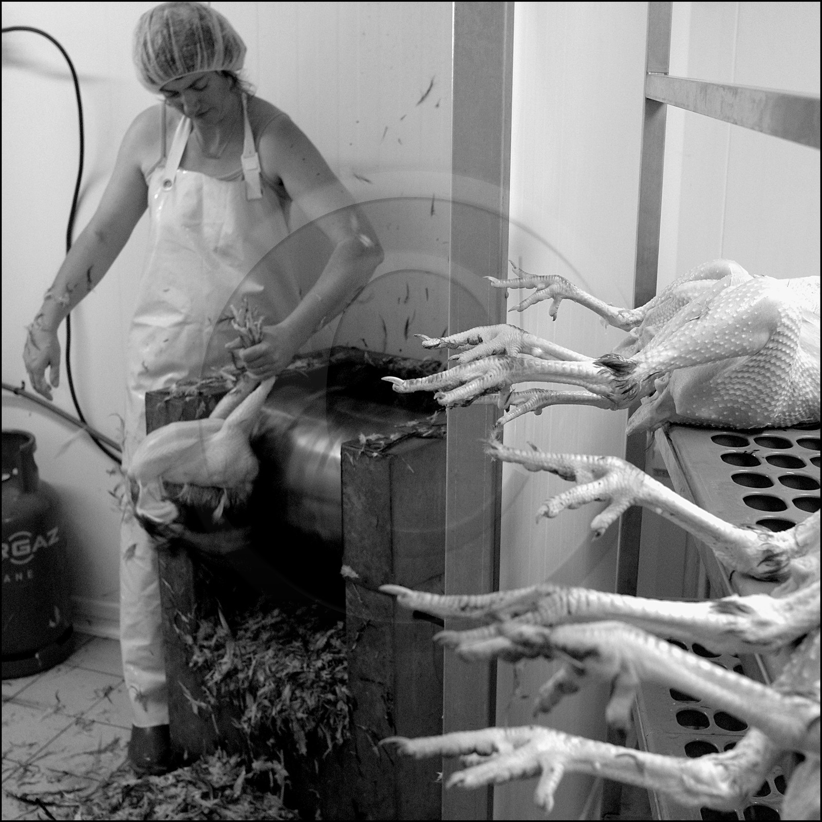 L'abattage des poulets