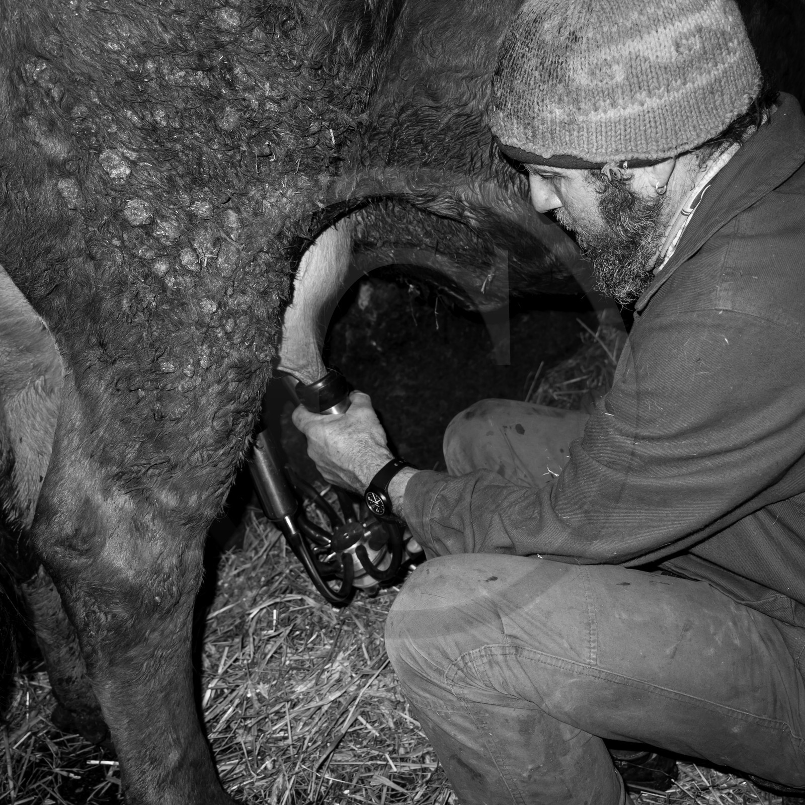 La traite des vaches