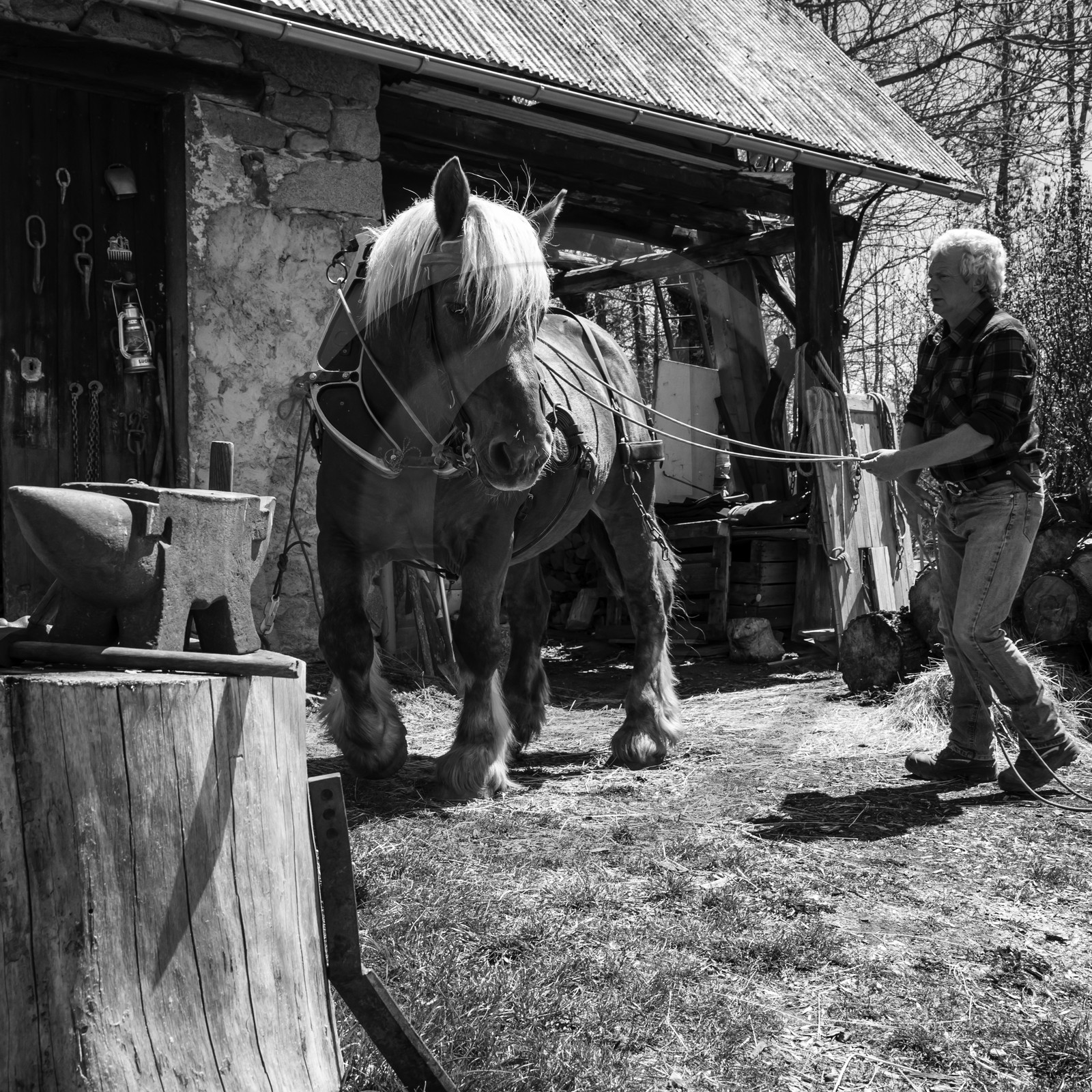 Labour avec un cheval