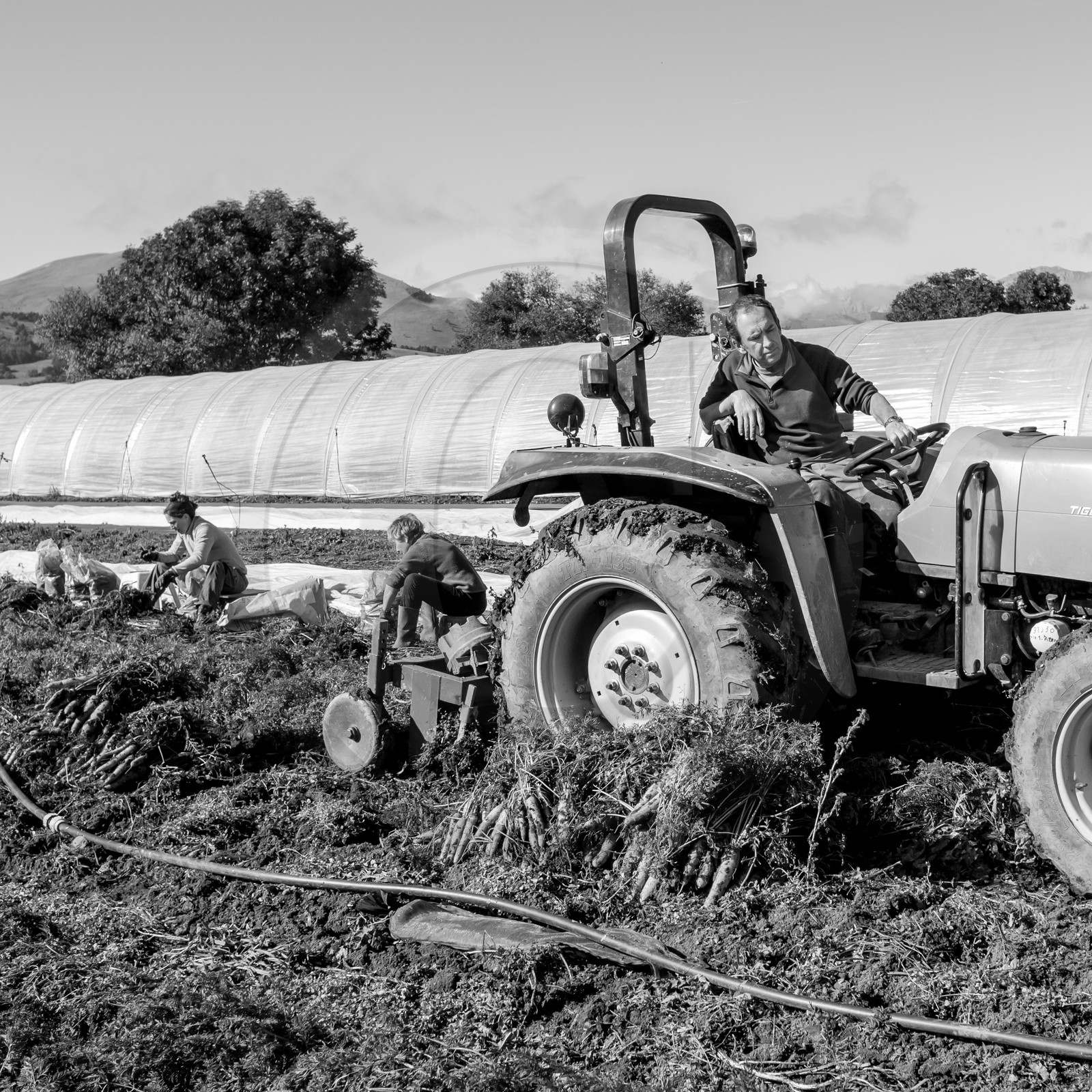 La récolte des carottes