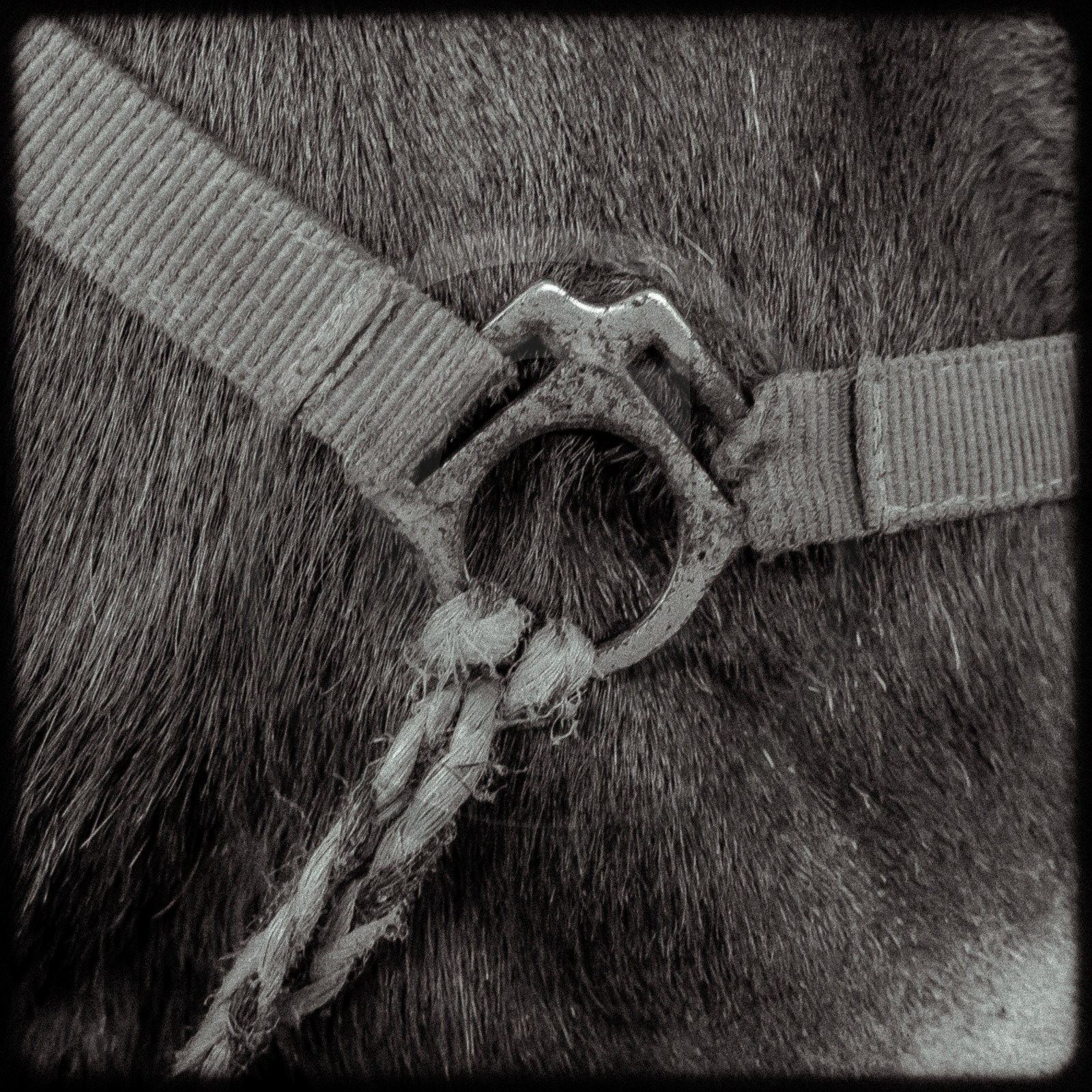 Portraits des animaux de la ferme