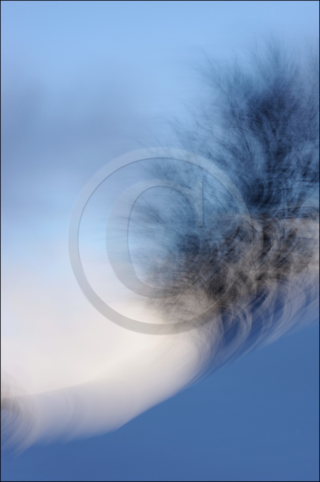 Le Pays des Arbres Flous