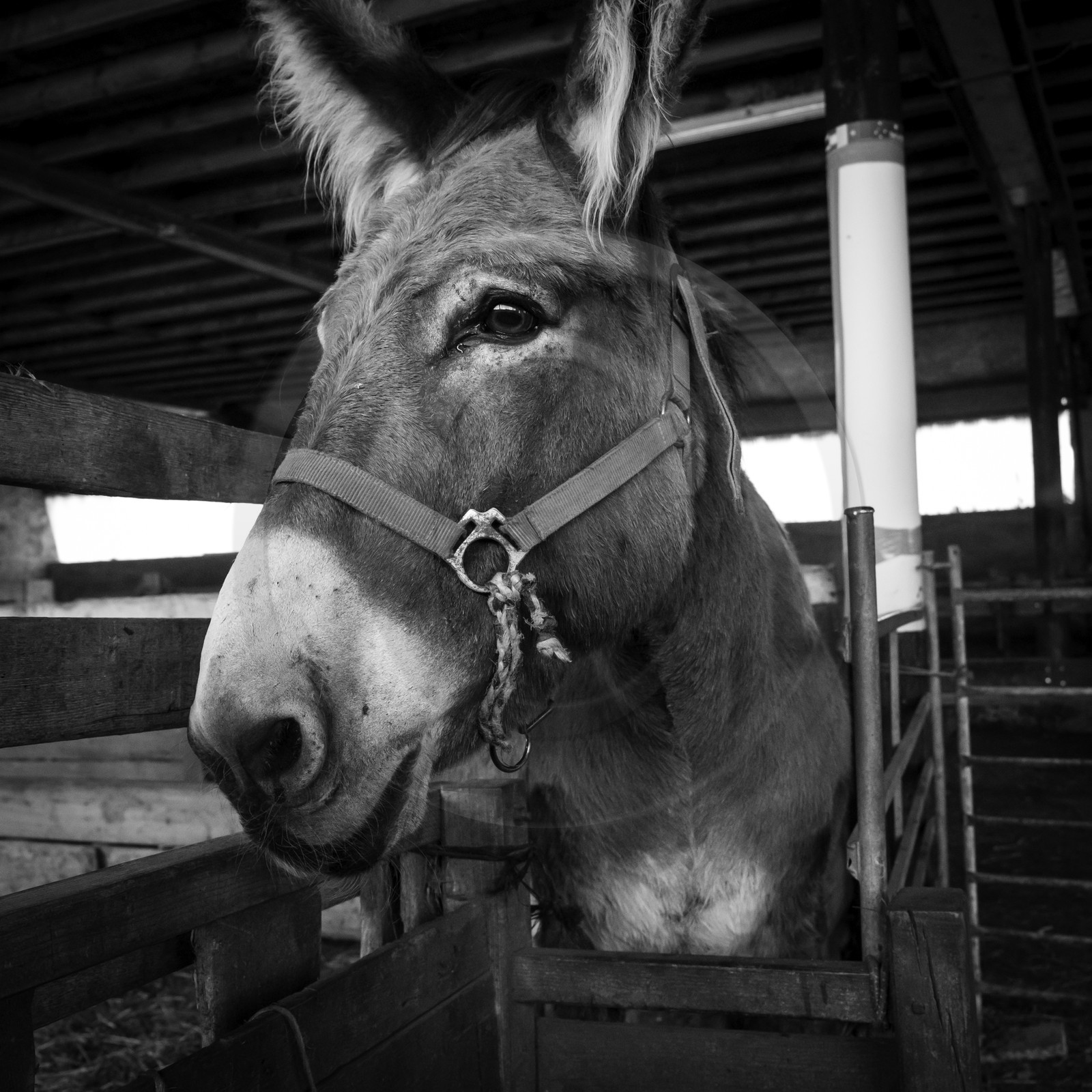 L'asinerie Le sentier des ânes