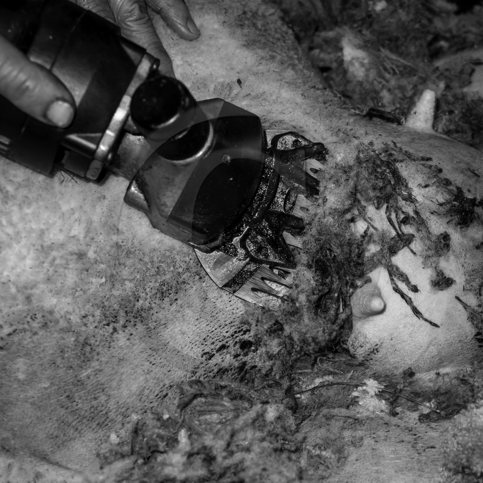 La tonte des moutons