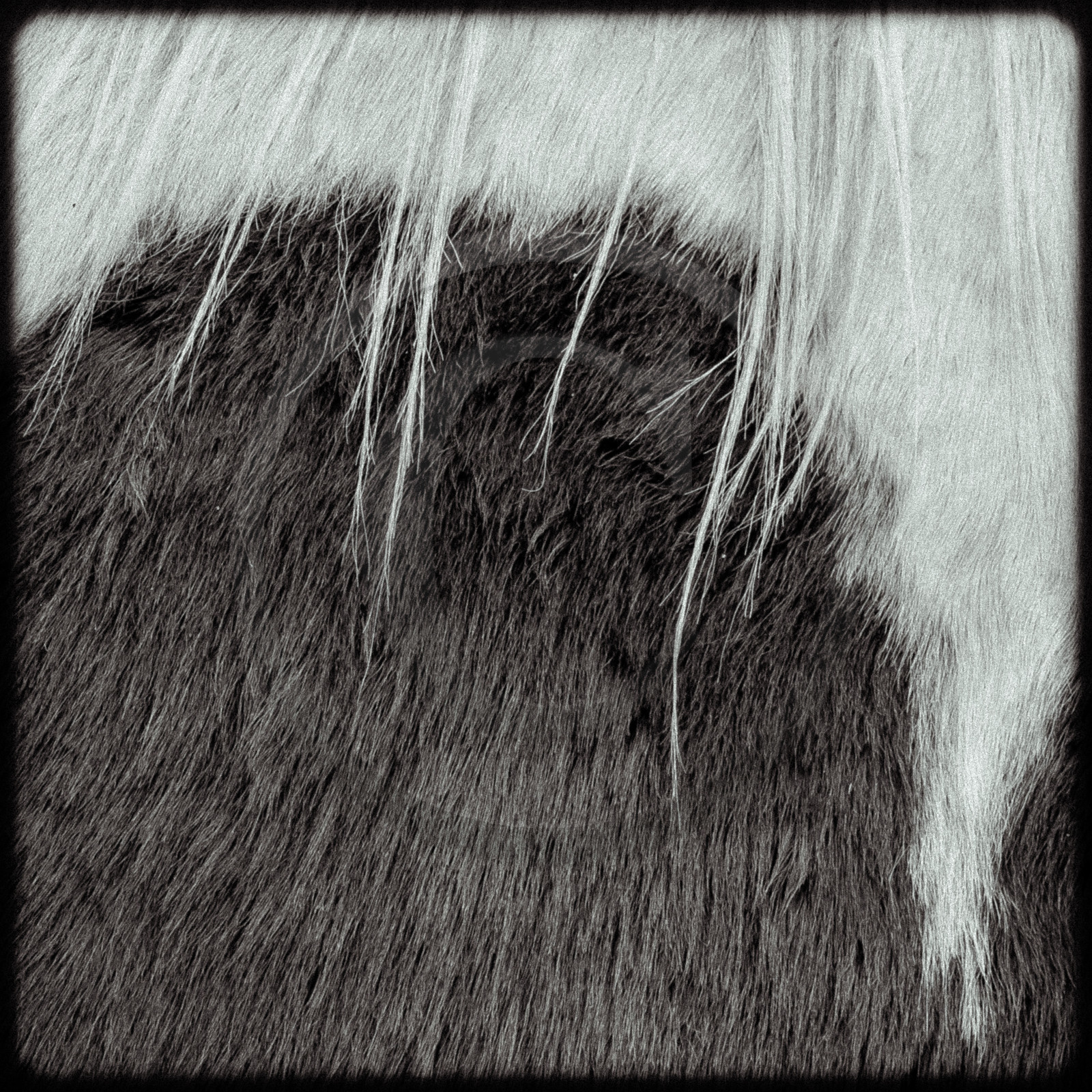 Portraits des animaux de la ferme