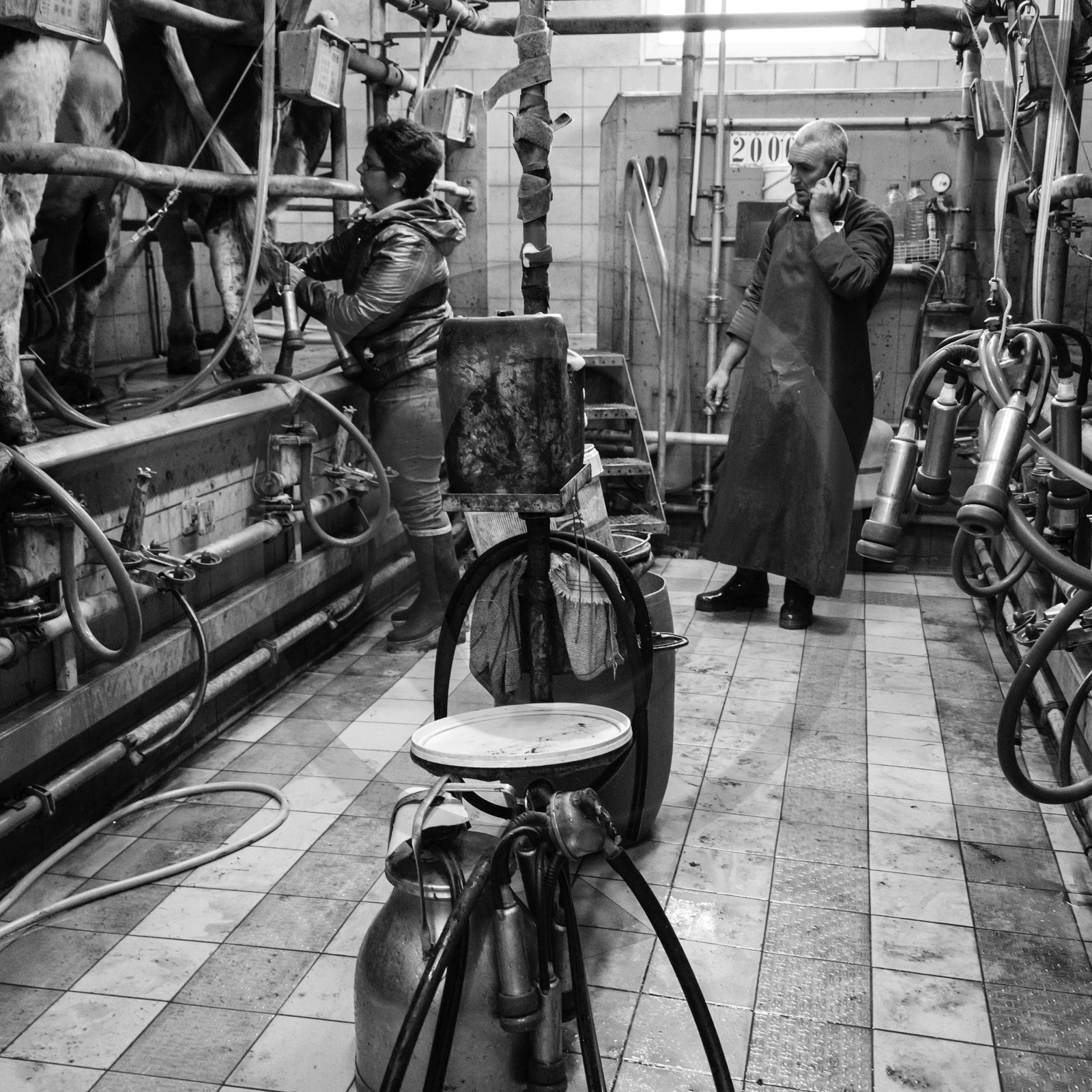 La traite des vaches