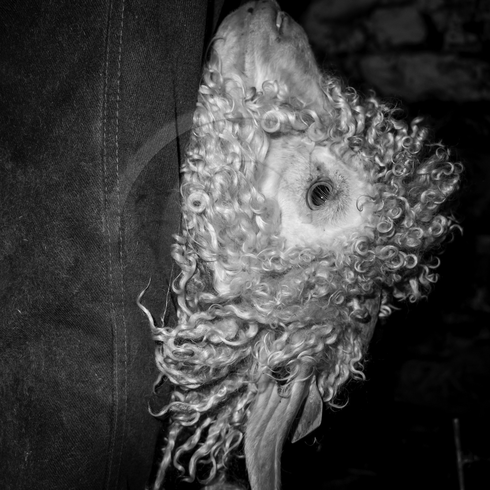 Le mohair arc en ciel