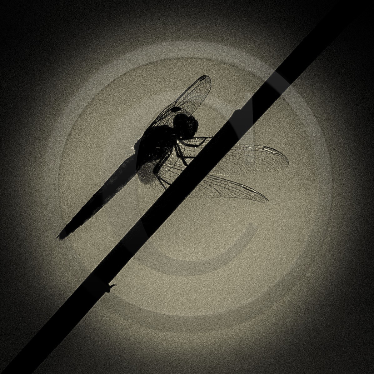 Portrait de libellule