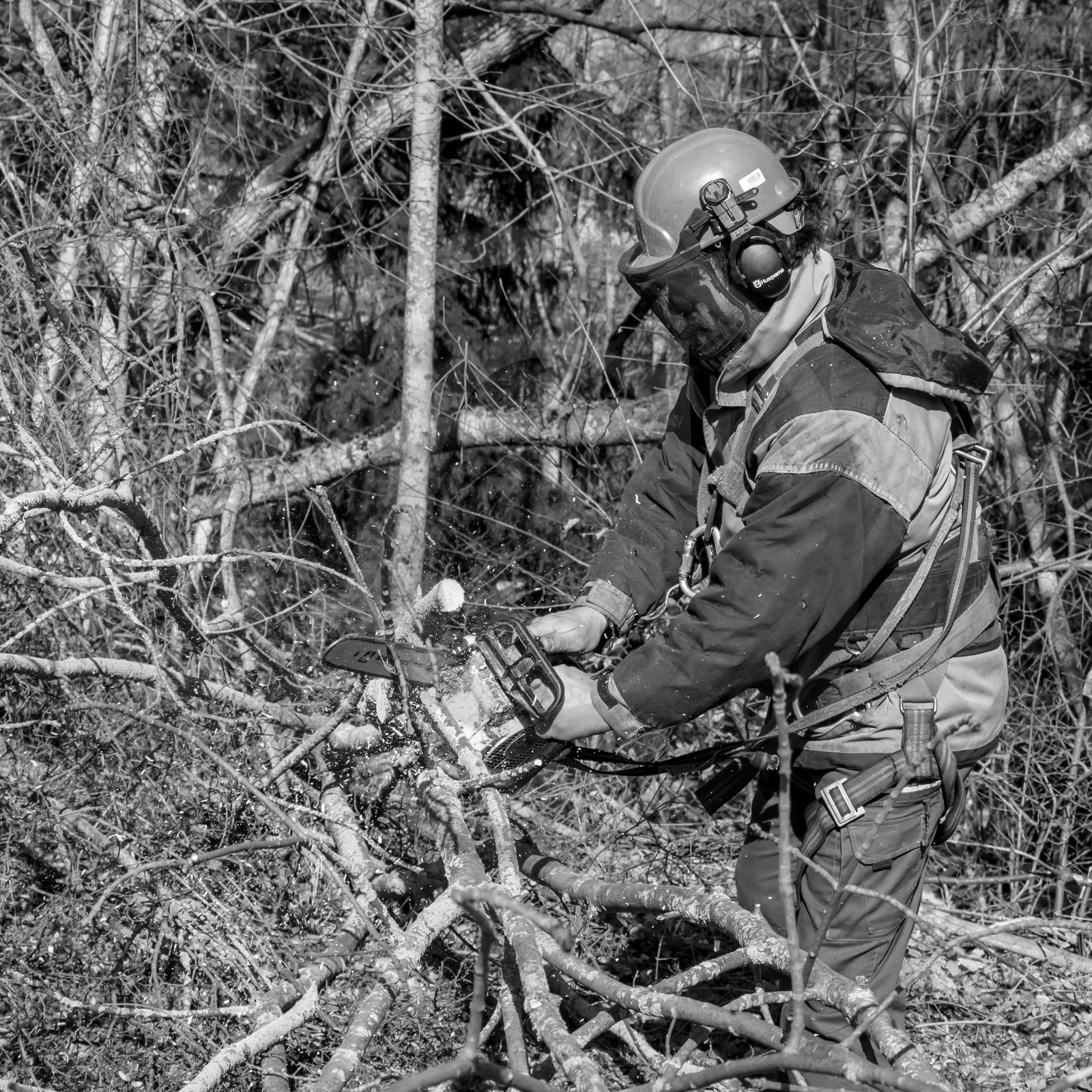 Elagage - 08 03 2017