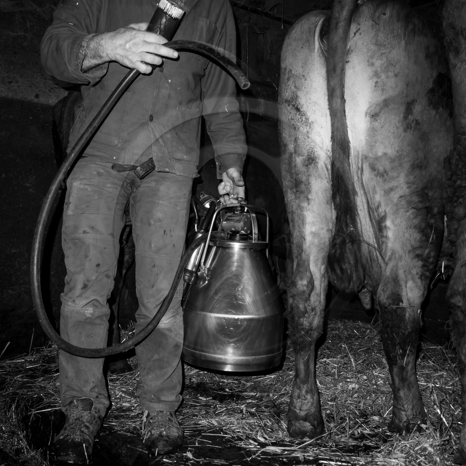 La traite des vaches