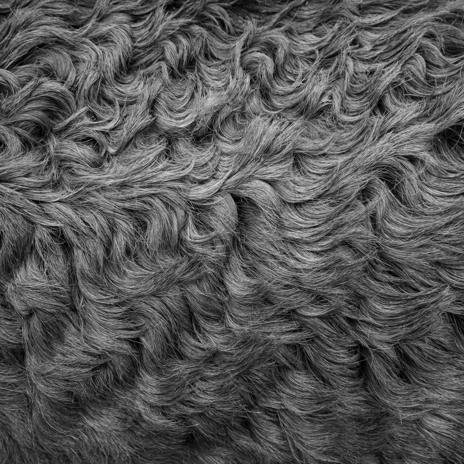 L'asinerie Le sentier des ânes