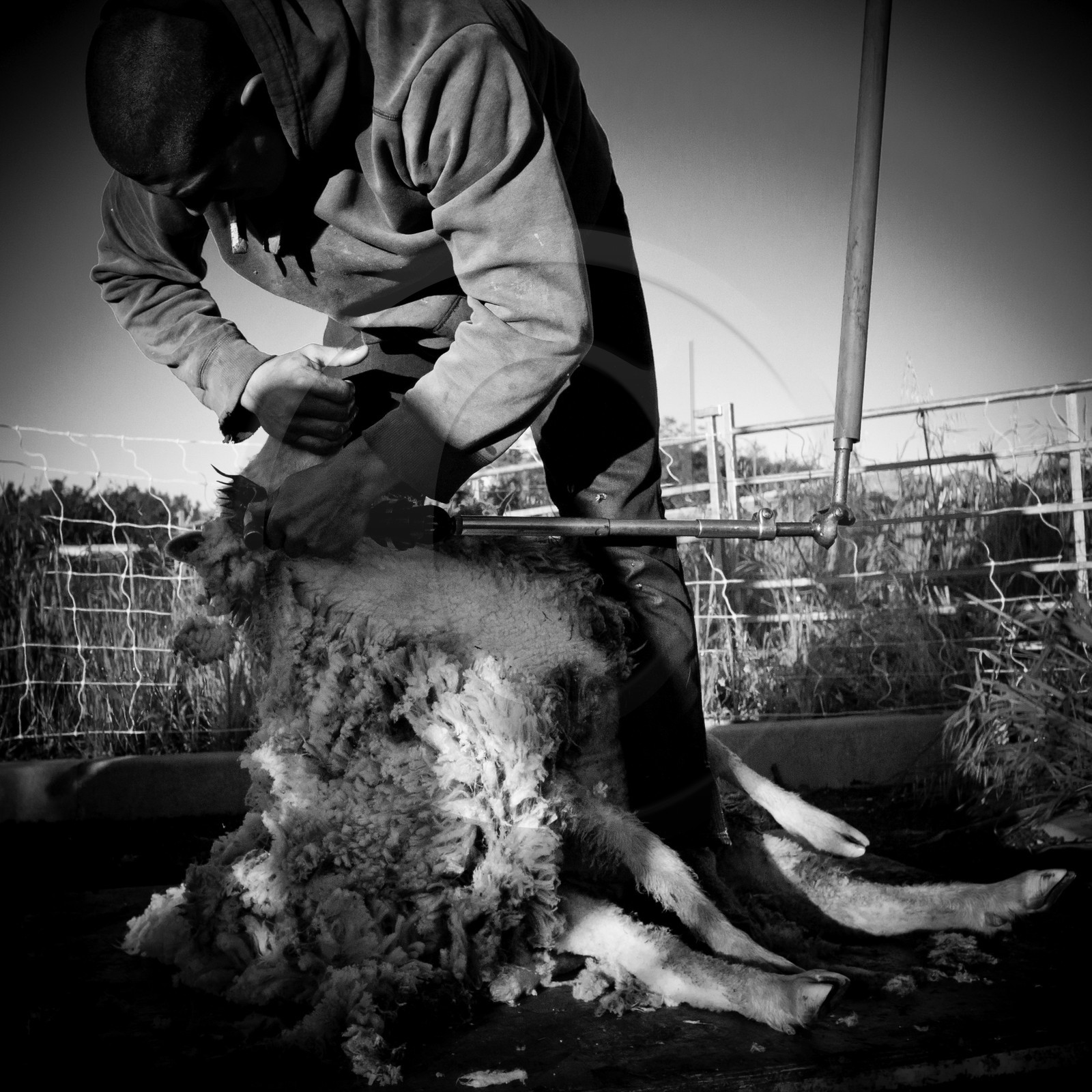 La tonte des moutons