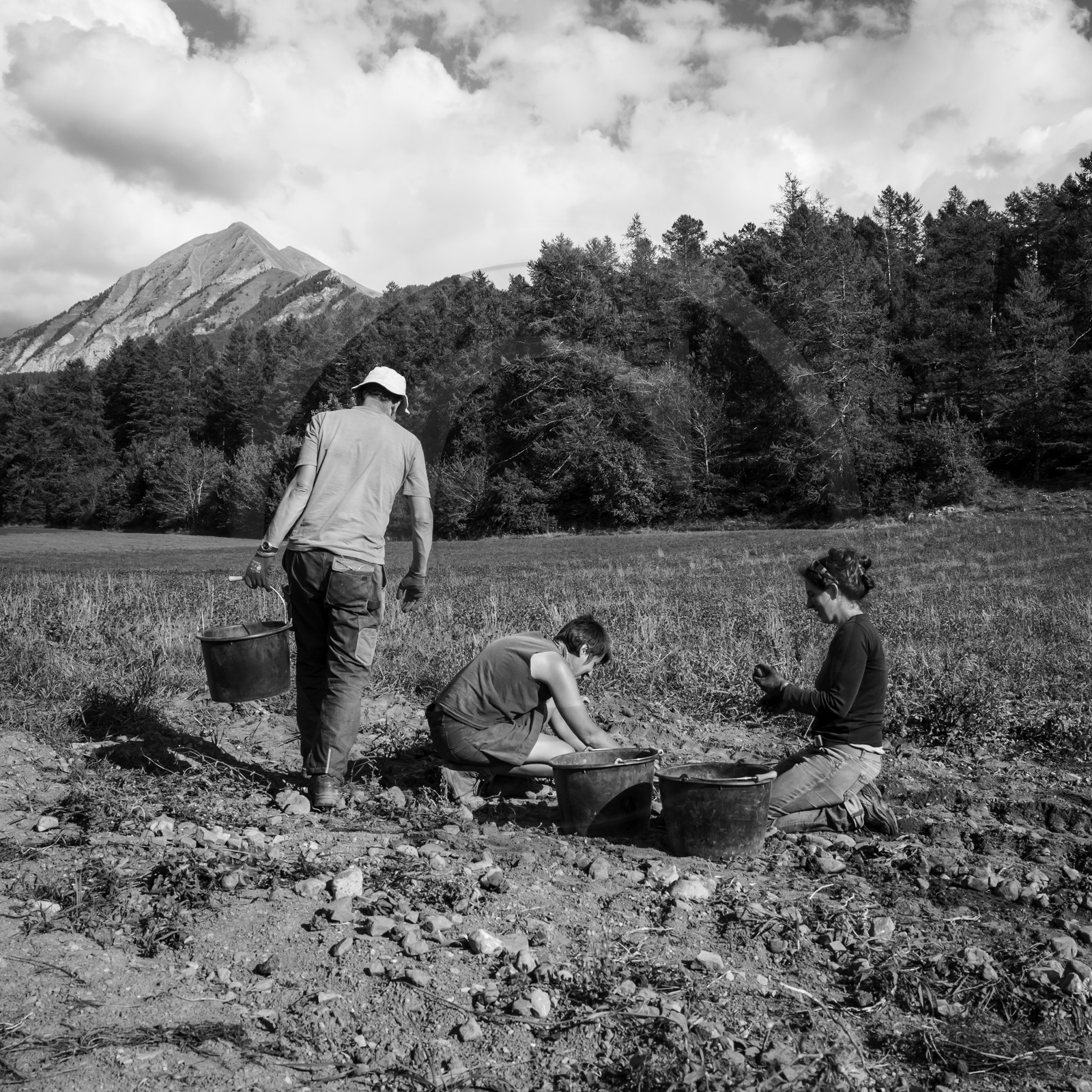 La récolte des pommes de terre