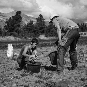 La récolte des pommes de terre