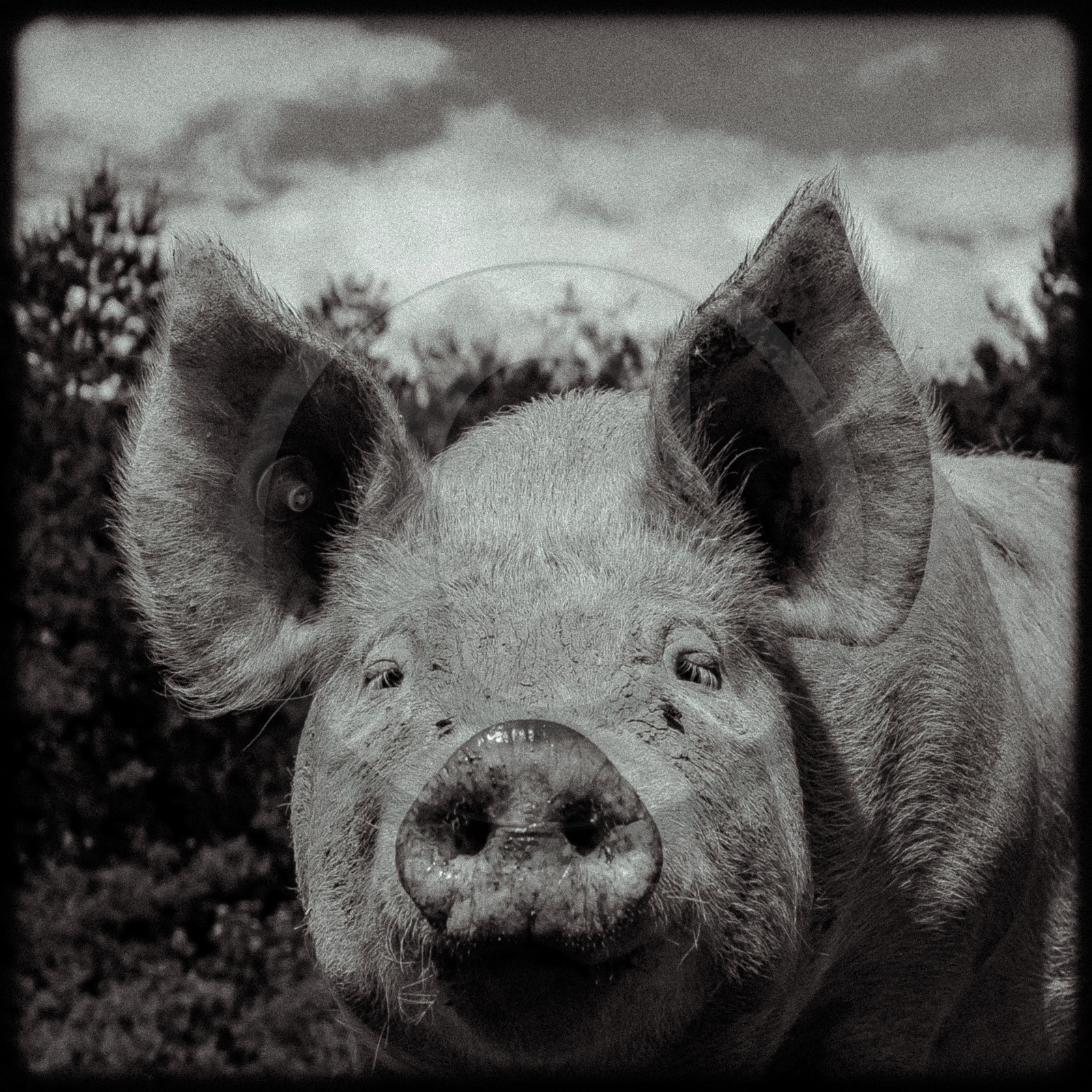Portraits des animaux de la ferme