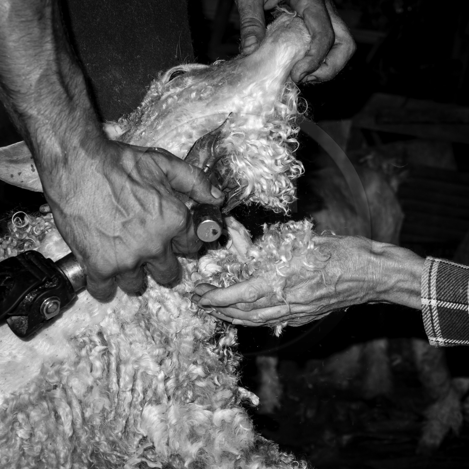 Le mohair arc en ciel