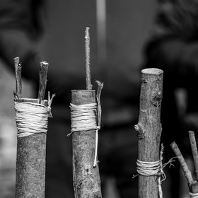 10 avril 2022 : Initiation à la greffe d'arbres fruitiers