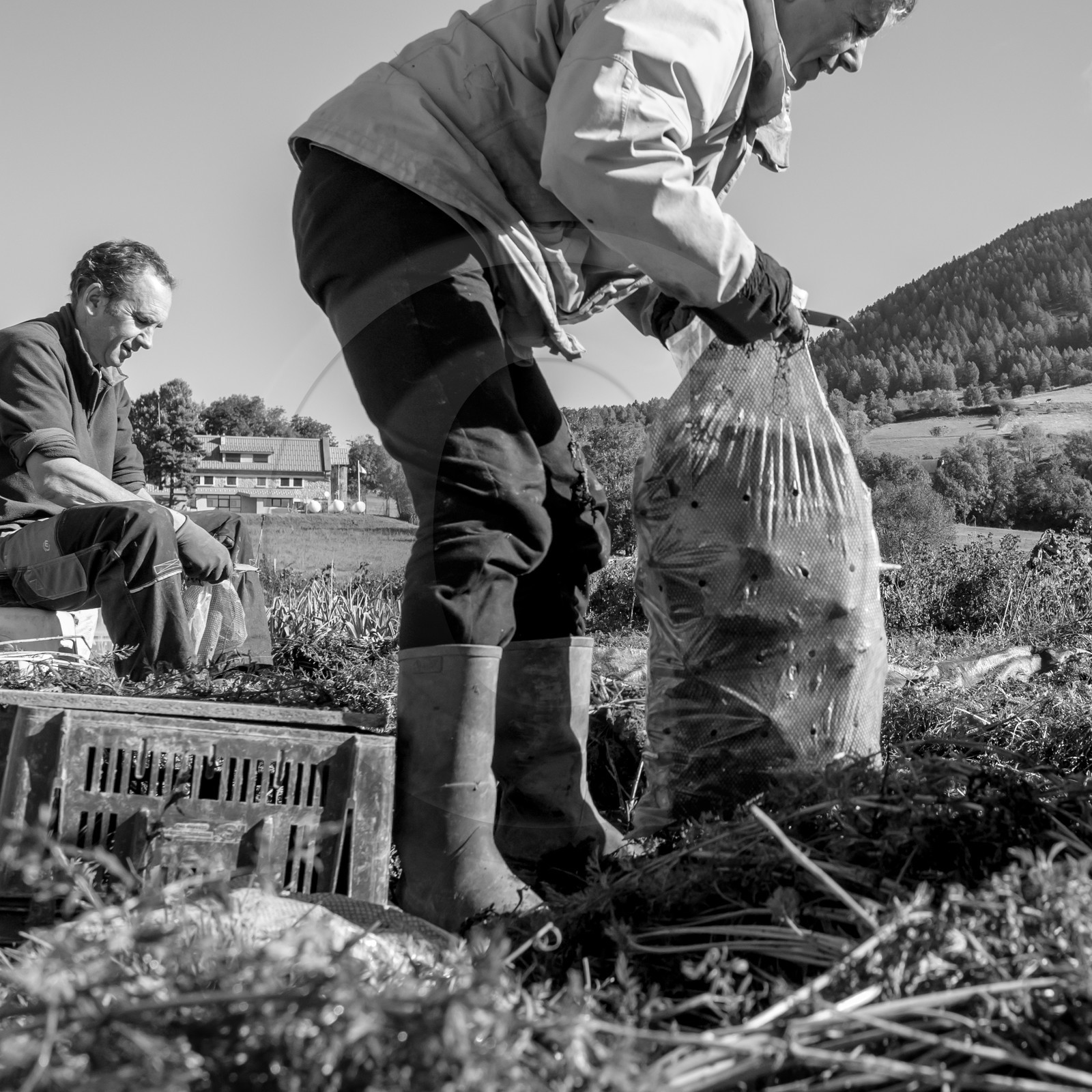 La récolte des carottes