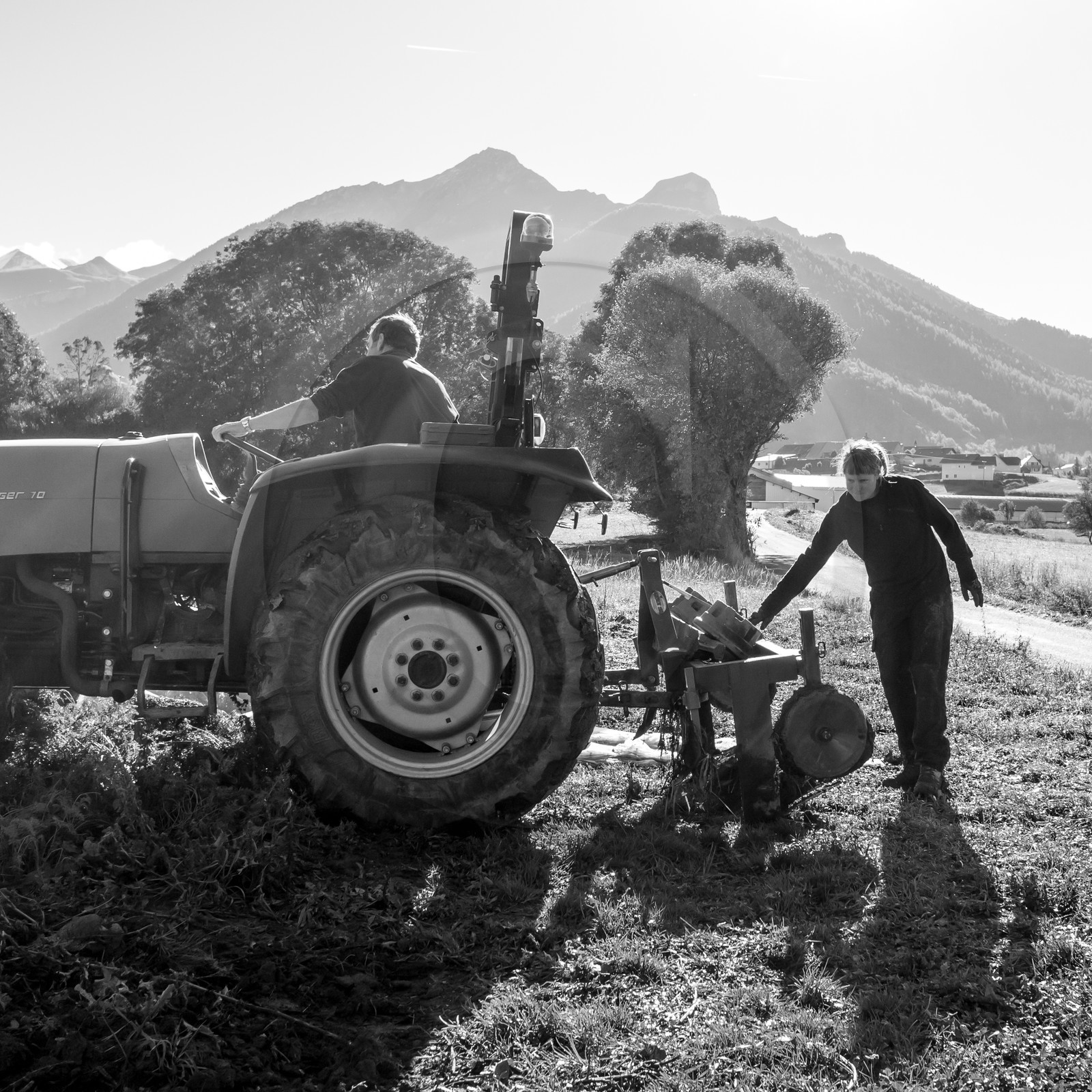 La récolte des carottes