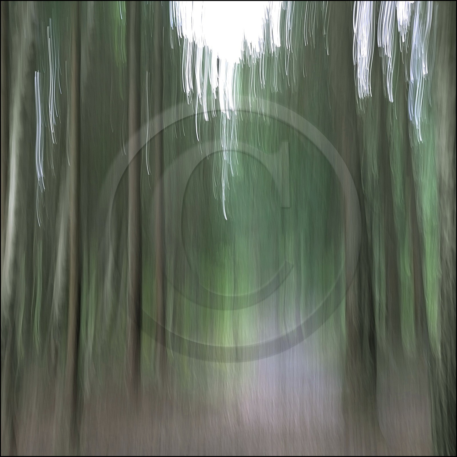 Le Pays des Arbres Flous