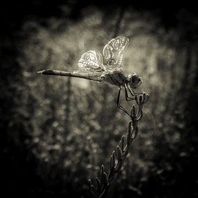 Portrait de libellule