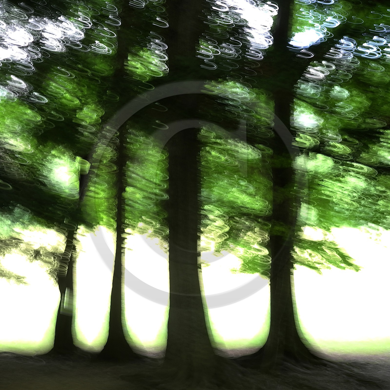 Le Pays des Arbres Flous