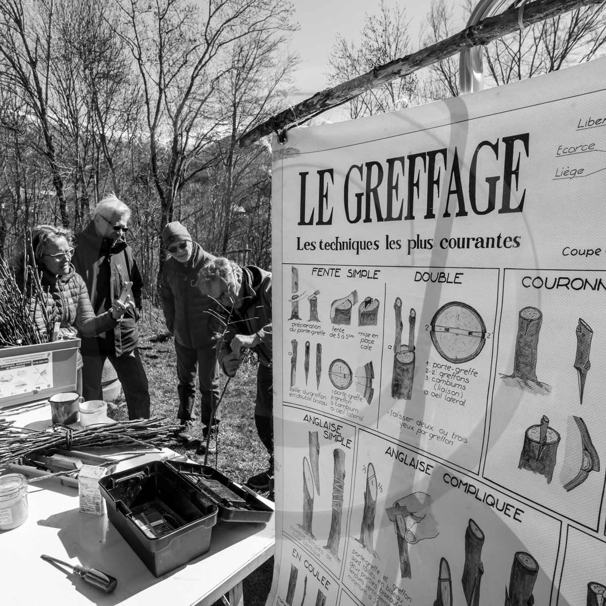 10 avril 2022 : Initiation à la greffe d'arbres fruitiers