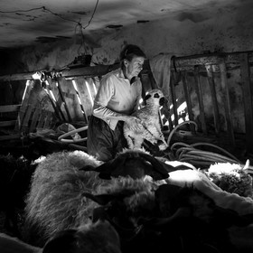 La tonte des moutons