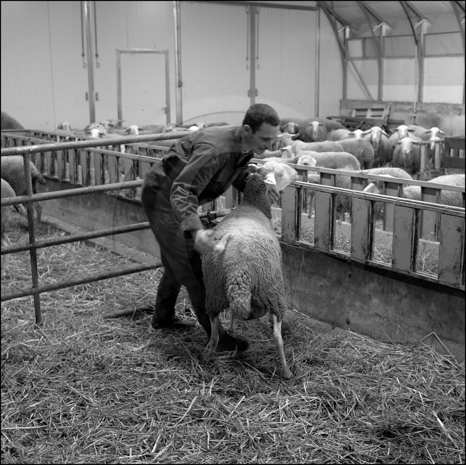 Elevage brebis laitières