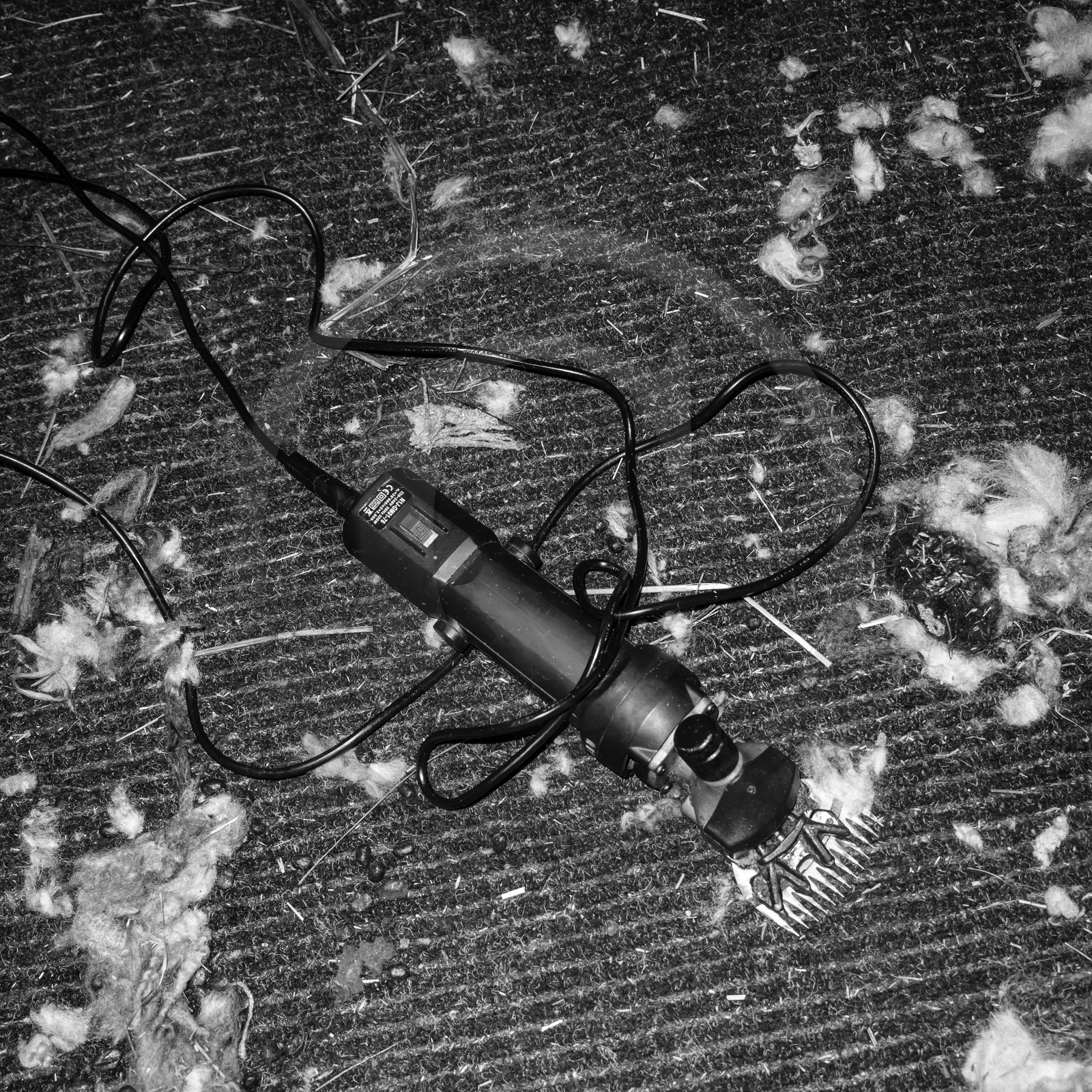 La tonte des moutons