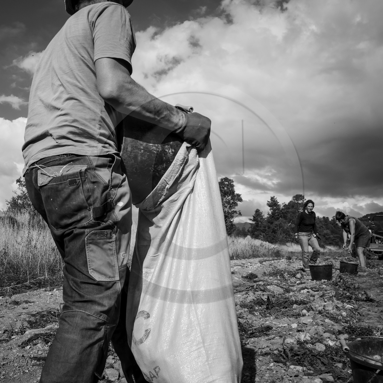 La récolte des pommes de terre