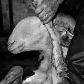 La tonte des moutons