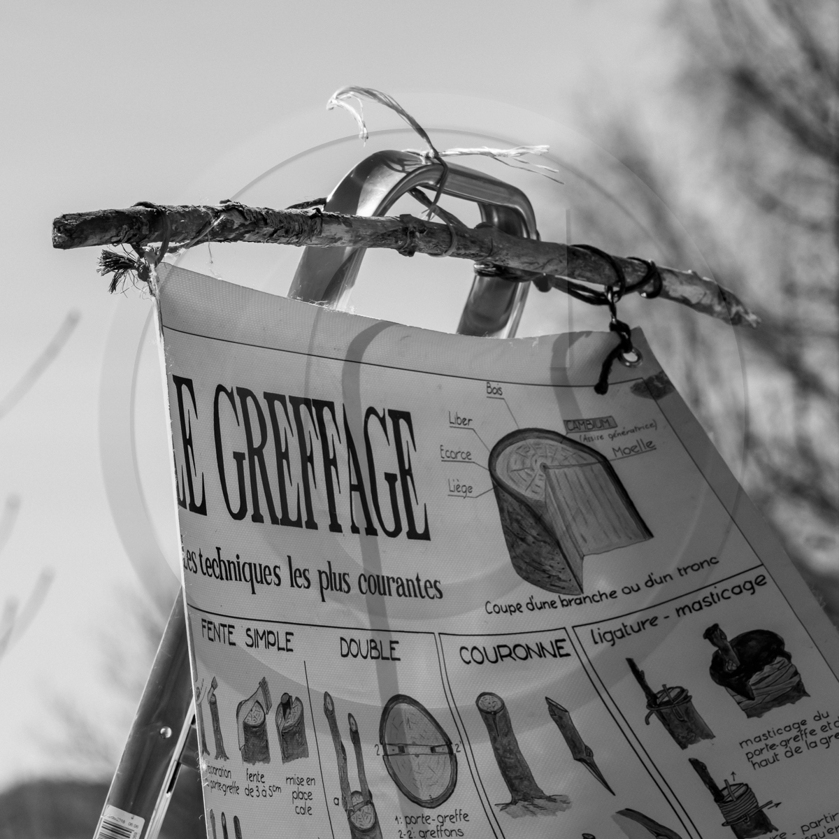10 avril 2022 : Initiation à la greffe d'arbres fruitiers