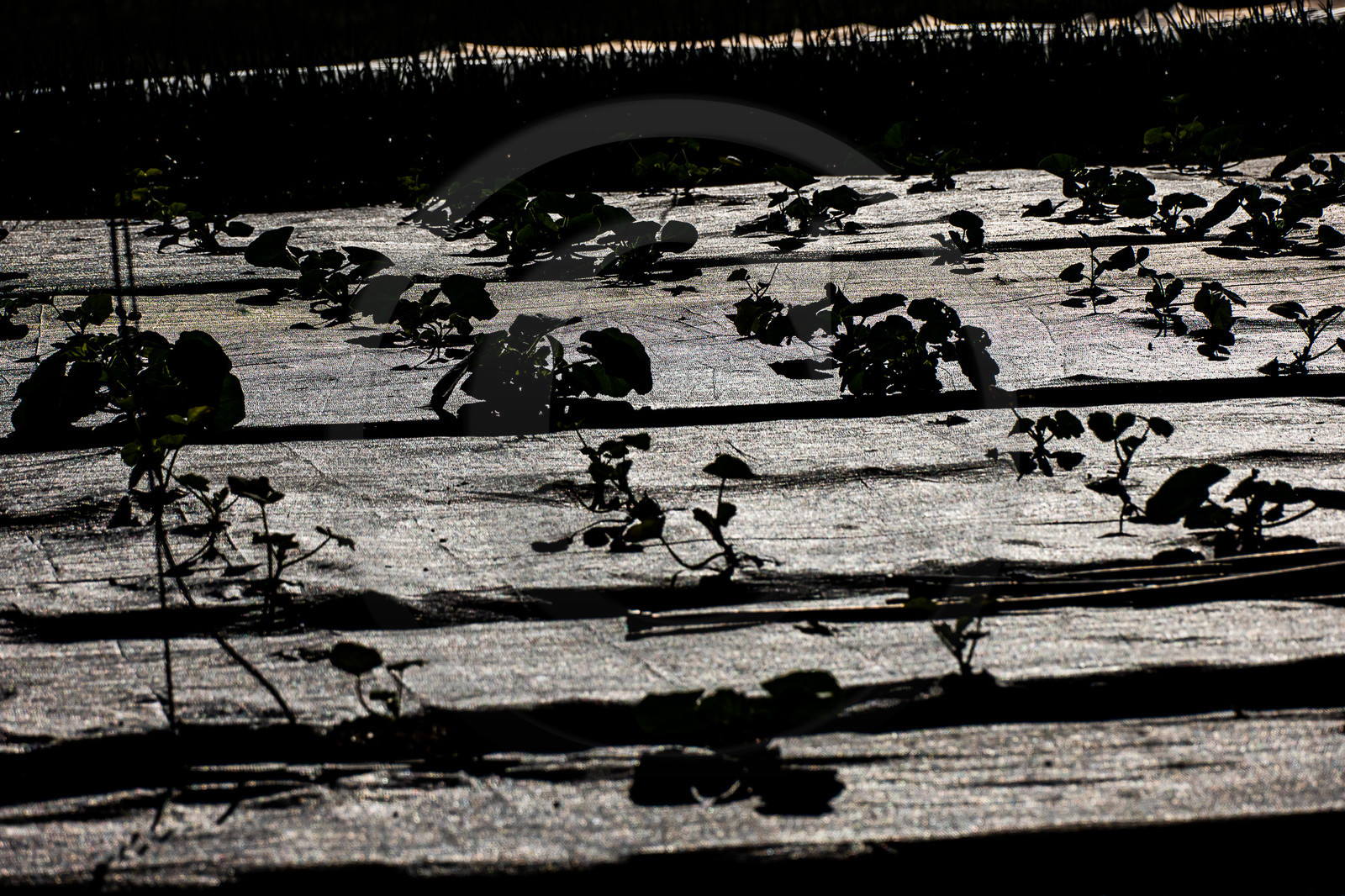 Légumontagne : maraichage biologique à Ancelle