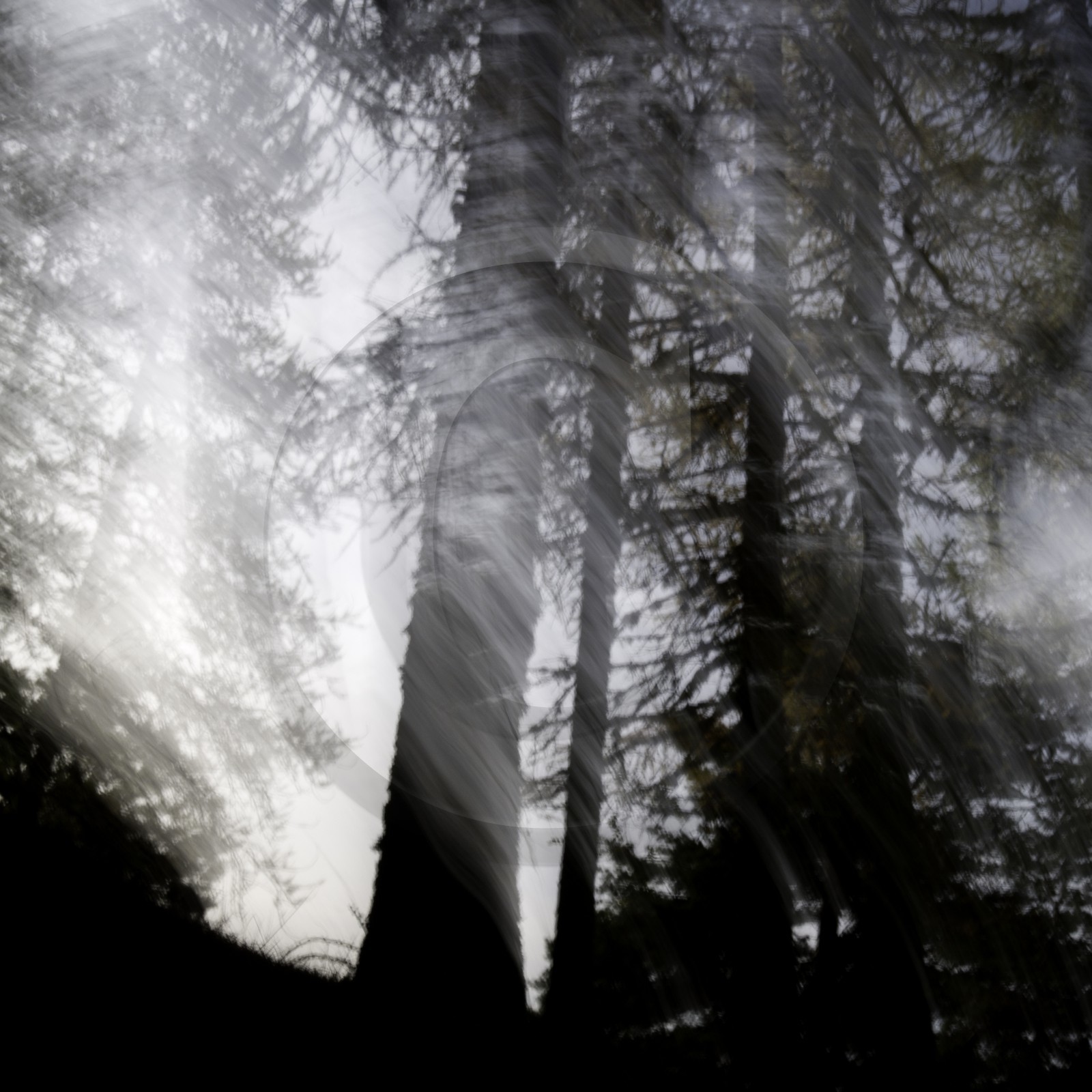 Le Pays des Arbres Flous