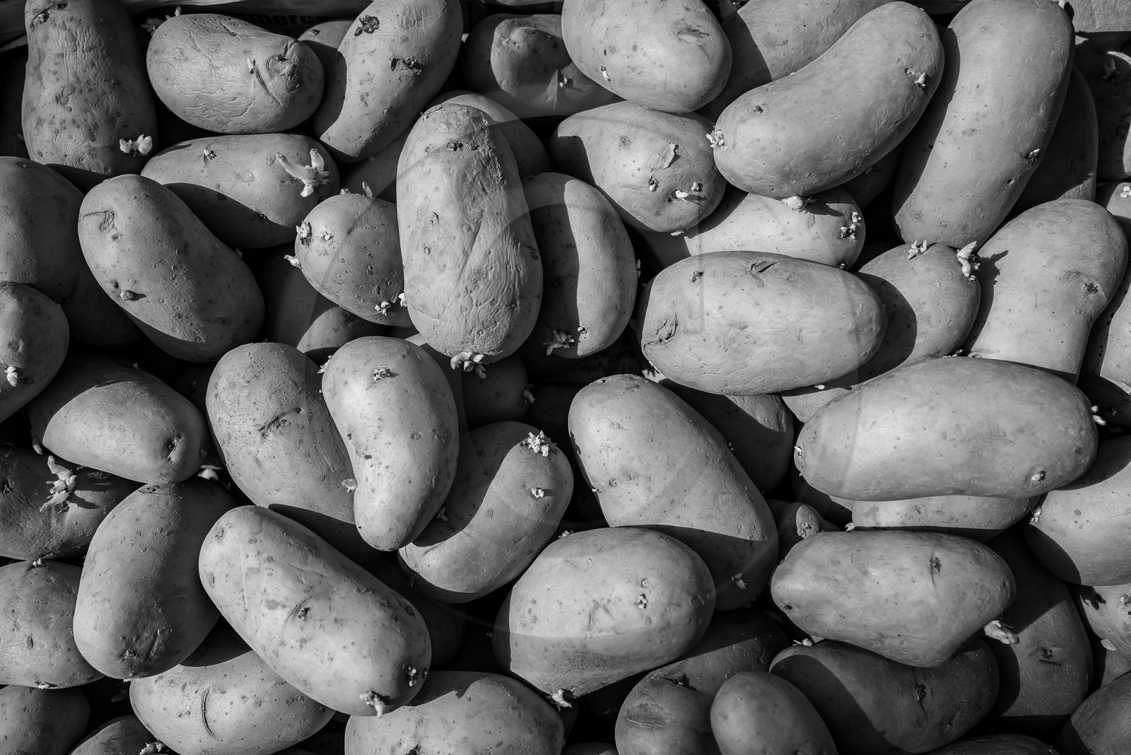 14 mai 2023 : Vide-Jardin