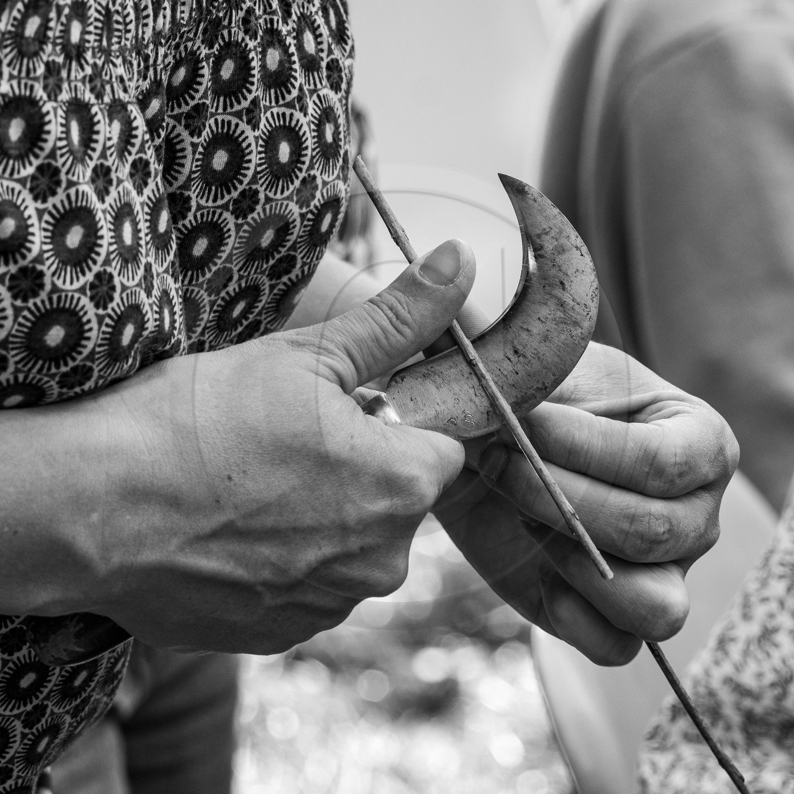 13 septembre 2023 : Osier et HydrOlique