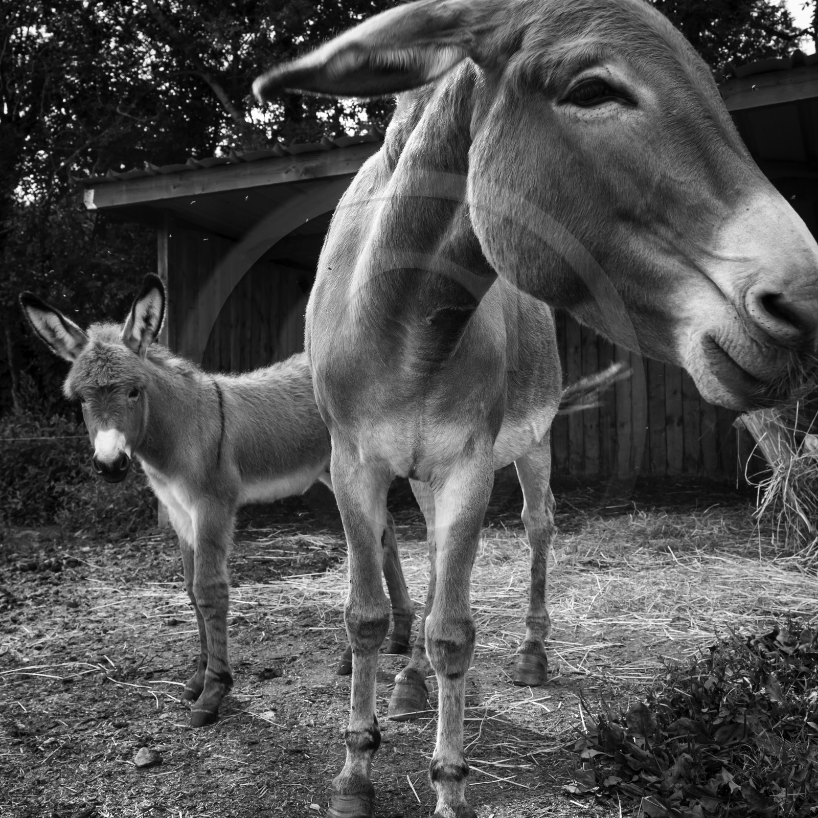 L'asinerie Le sentier des ânes