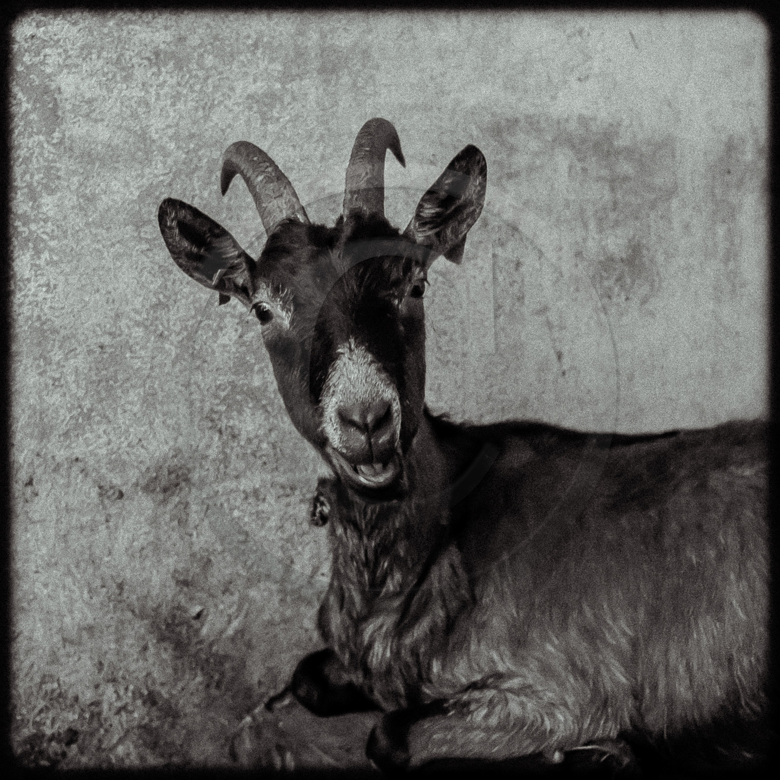 Portraits des animaux de la ferme