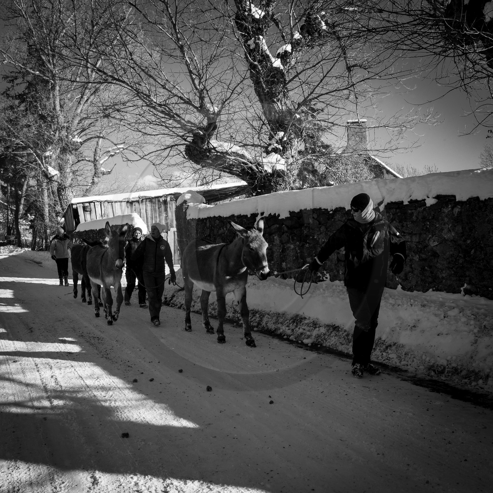 Les ânes dans la neige