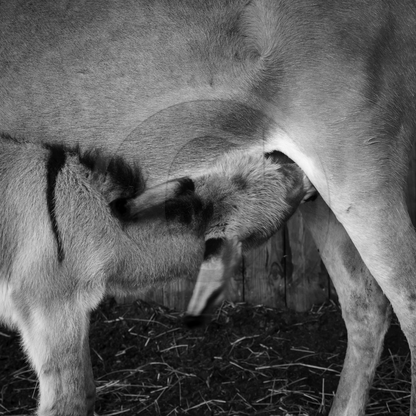 L'asinerie Le sentier des ânes