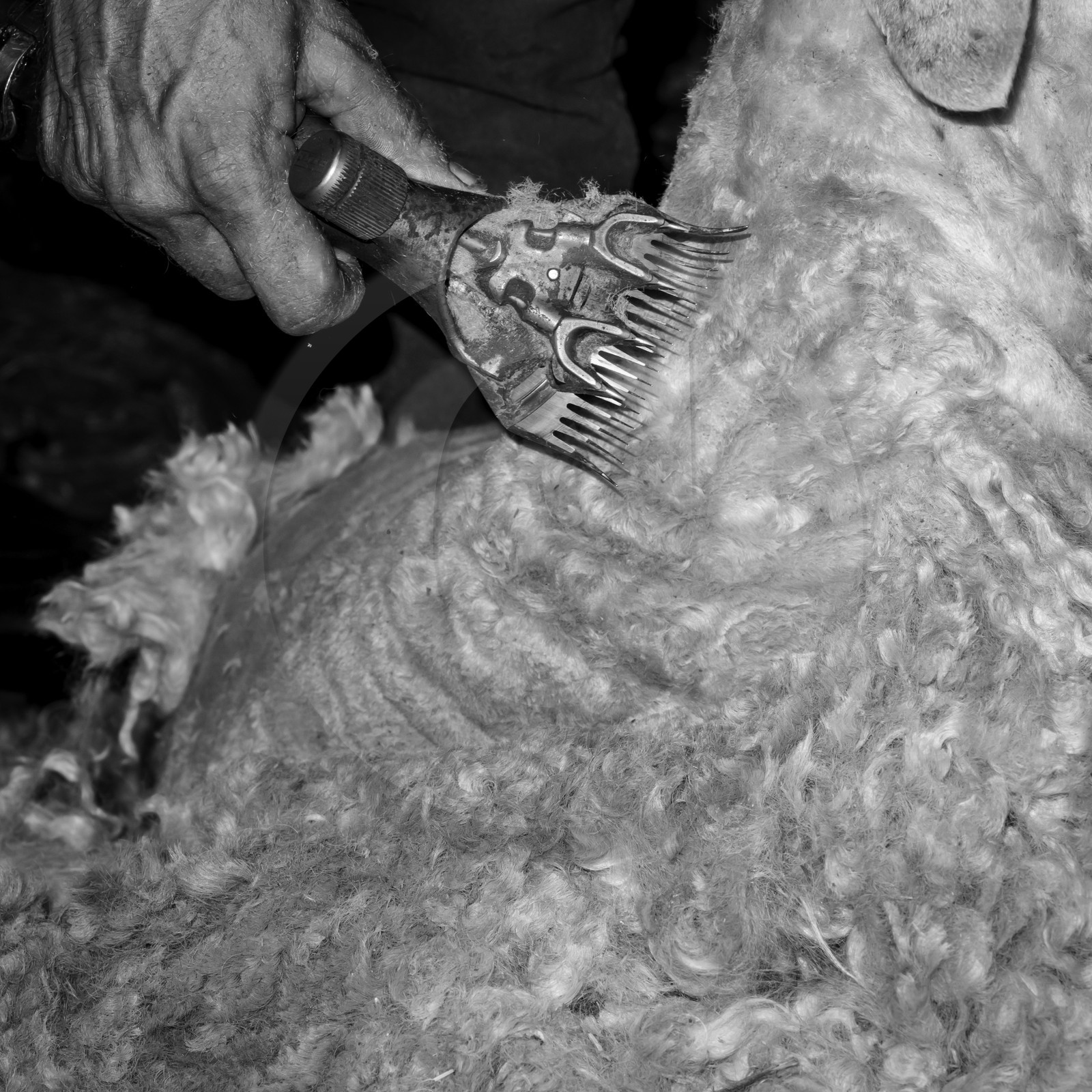 Le mohair arc en ciel