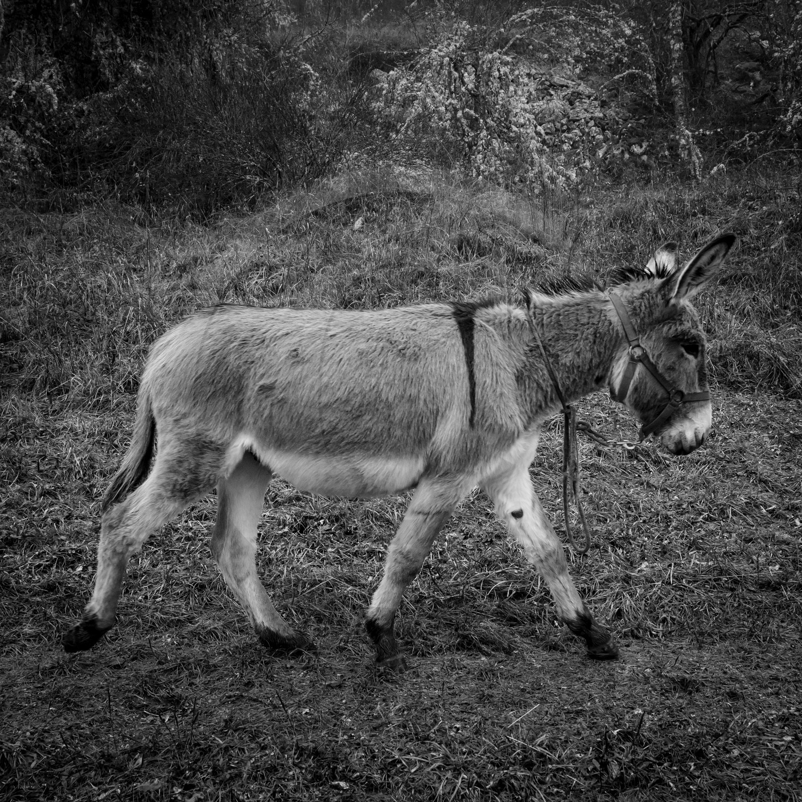 La transhumance des ânes