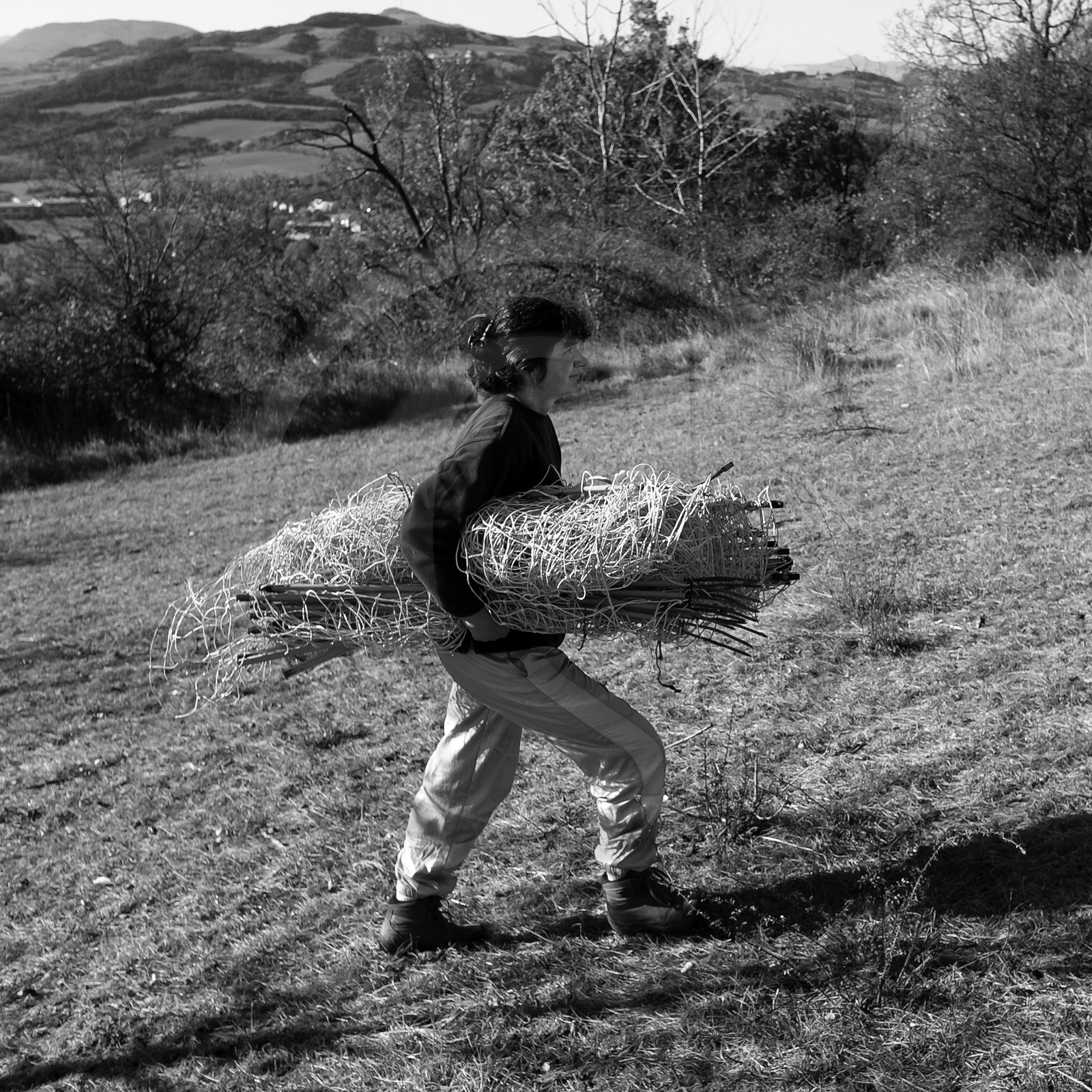 Des moutons et des parcs