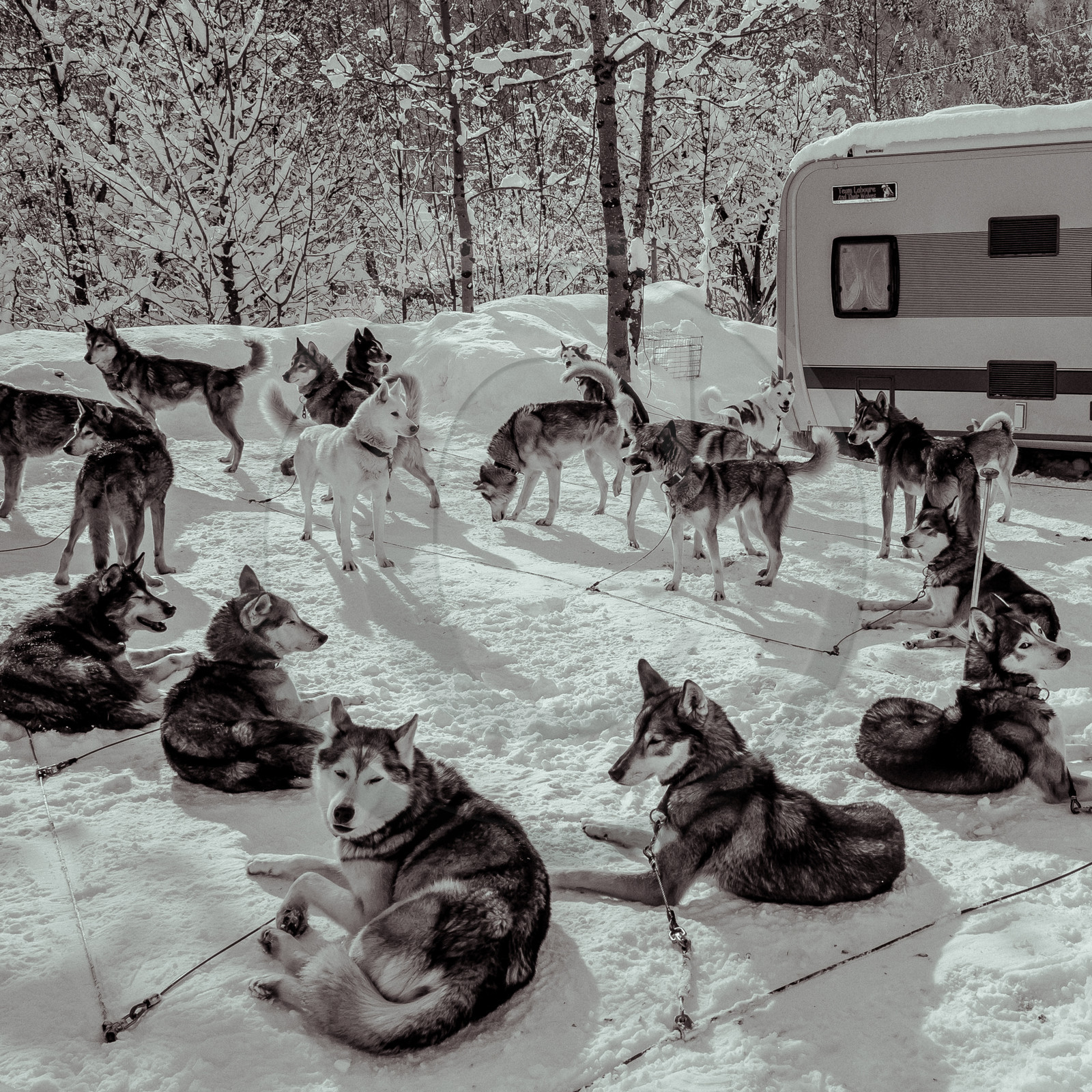 La Valgaude Traineau 2015