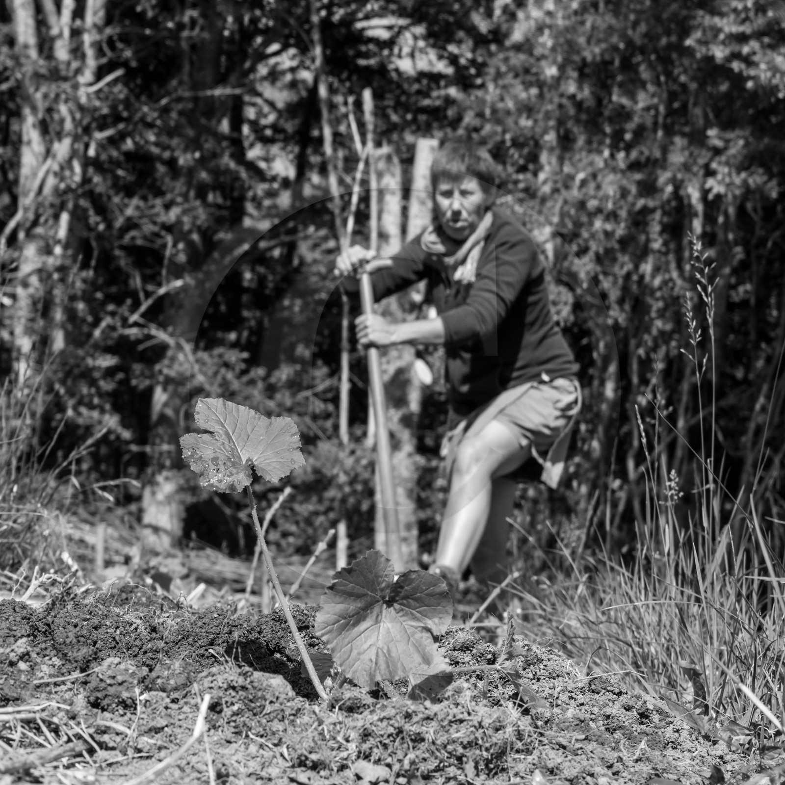 07 juin 2017 - Plantation - Haie - Réunion