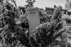 18 mai 2025 : VIde-Jardin et Marché de Créateurs