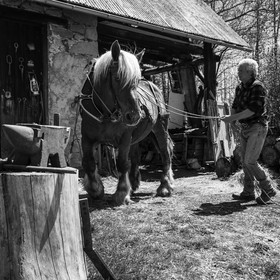 Labour avec un cheval