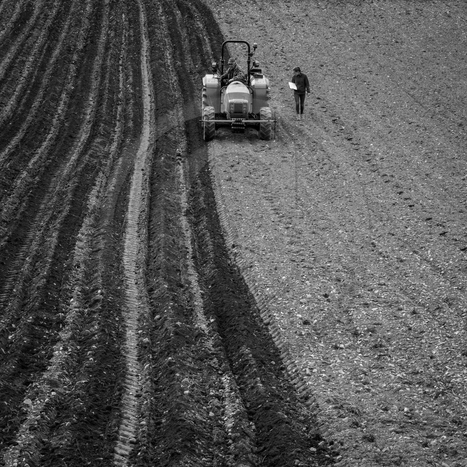 La plantation des pommes de terre